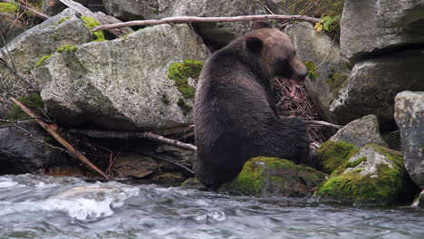 Hungry-grizzly-bear-on-river-rocks-strips-away-salmon-fillets,-eating