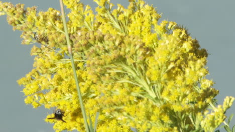 Bright-yellow-goldenrod-blossom-nectar-attract-bald-faced-hornet-wasps