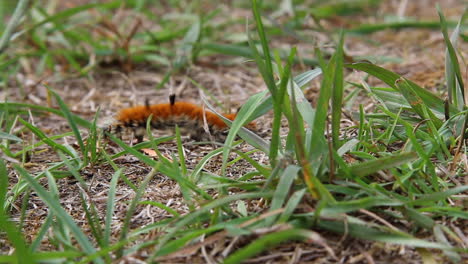 Orange-and-black-Milkweed-Tussock-Caterpillar-explores-grassy-ground