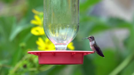Ein-Kolibri,-Der-Aus-Einem-Zuckerwasserzubringer-Trinkt