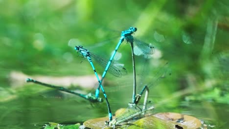video-of-some-of-the-blue-needle-dragonfly-flying-over-the-water