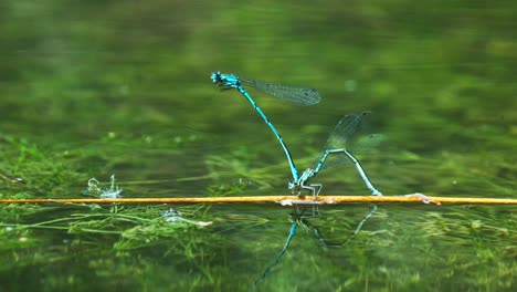 Gemeine-Blaue-Libellen-In-Paarungsrad-Pose-Balancieren-Auf-Stock-Im-Wasser