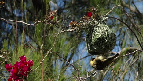 Ein-Maskierter-Webervogel,-Der-Kopfüber-Hängt-Und-In-Der-Brutzeit-Sein-Nest-Baut