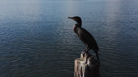 Black-Shag-perched-on-wooden-pole-in-water,-Great-cormorant-in-New-Zealand
