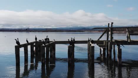 Group-of-Great-Cormorant-birds-resting-on-old-wooden-pier-at-lake-in-New-Zealand