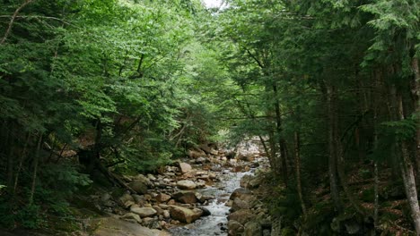 A-beautiful-rocky-stream-runs-through-a-dense-forest-as-the-camera-slowly-tilts