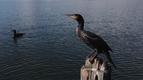 Great-cormorant-perched-on-wooden-pole-in-lake-flying-away,-close-up
