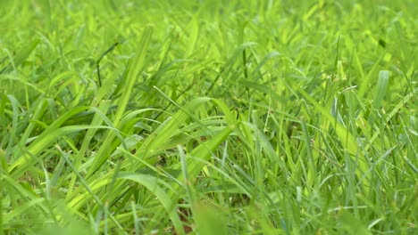 Close-up-view-of-fresh-blades-of-grass-moving-in-the-wind