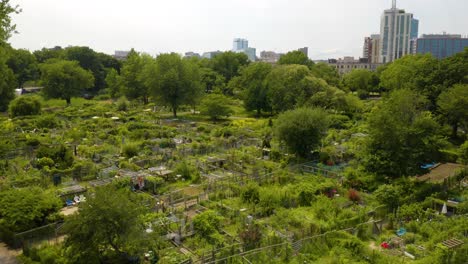 Establishing-Shot-of-an-Urban-Community-Garden-in-Summer