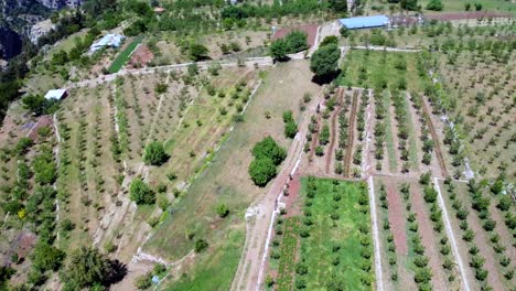 Hileras-De-árboles-De-Cedro-Que-Crecen-En-El-Paisaje-Del-Valle-De-Kadisha-En-La-Gobernación-Del-Norte,-Líbano