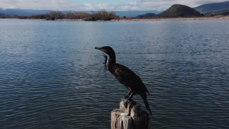 Black-shag-standing-on-wooden-post-surrounded-by-water,-looking-around