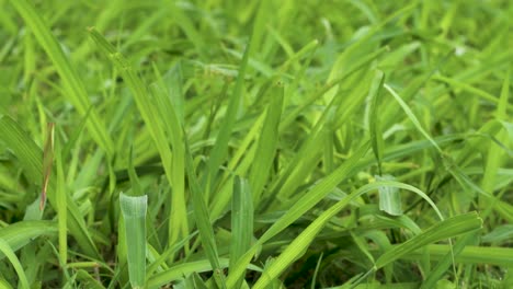 Close-up-view-of-fresh-grass-moving-in-the-wind
