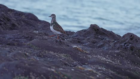 Isolated-sandpiper-at-a-rocky-beach