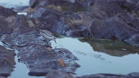 Sandpiper-searching-for-food-near-a-natural-pool