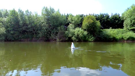 Swan-dives-to-feed-underwater-on-river-wye-with-wild-green-background