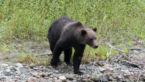 Grizzly-bear-stands-on-riverbank-to-look-for-fish-in-mountain-stream