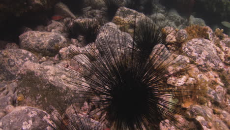 Sea-Urchins-And-Colorful-Marine-Fishes-Swimming-Under-The-Sea