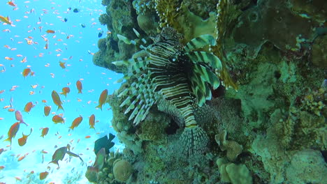 Lionfish-swims-up-side-of-coral-reef