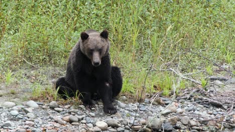 Grizzly-bear-sitting-on-gravel-riverbank-has-injury-to-left-front-leg