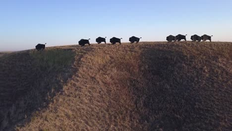 Sunrise-aerial-silhouette:-Buffalo-bison-herd-art-on-prairie-hilltop
