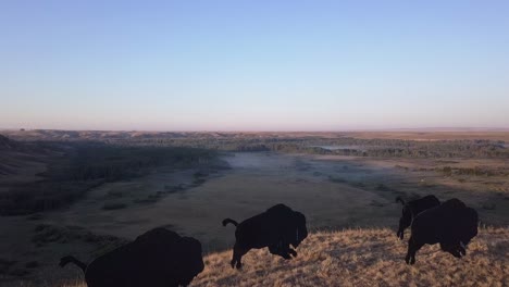 Aerial-flight-over-buffalo-bison-herd-to-foggy-river-valley-beyond