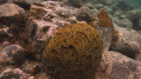 Vista-De-Un-Coral-Cerebro-Y-Erizos-De-Mar-Negro-En-Fondos-Rocosos-Del-Mar-Caribe-En-San-Juan,-U
