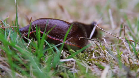 Black-slug-with-beautiful-striped-red-skirt-and-foot-crawls-in-grass