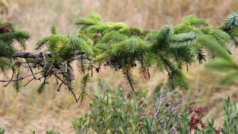Forest-B-Roll:-Spruce-tree-conifer-needles-on-horizontal-branch