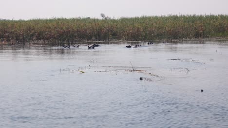 Hinchazón-De-Hipopótamo-Nadando-Y-Cuerpo-Sumergido-En-El-Río-Cuando-Visto-Desde-Un-Paseo-En-Barco-En-Namibia,-áfrica