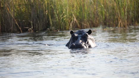 African-Hippopotamus-Swimming-in-River-Water-in-Namibia,-Africa
