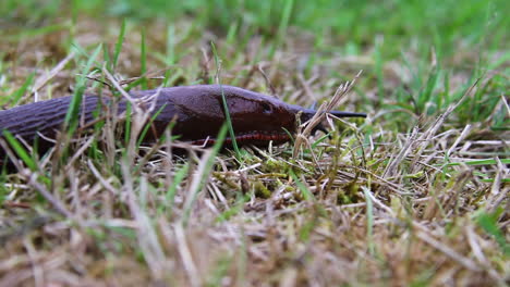 Black-slug-pneumostome-closes-as-it-brushes-against-blade-of-grass