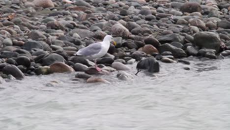 Seagull-stands-on-a-rock-by-glacial-river-pecking-at-food-in-the-water