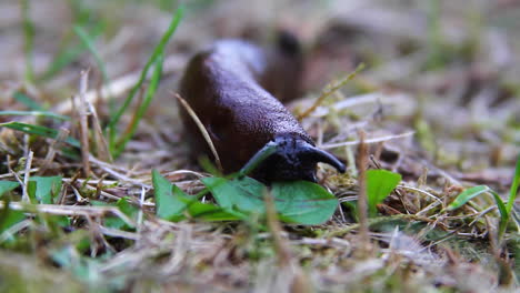 Black-slug-macro:-slug-tastes-small-leaf-with-small-lower-tentacles