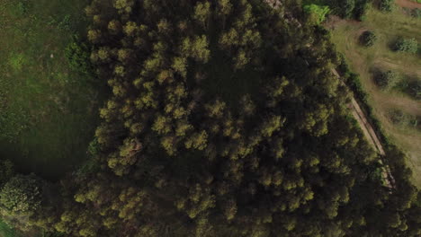 Spooky-depths-of-Asturias-forest-Spain-aerial