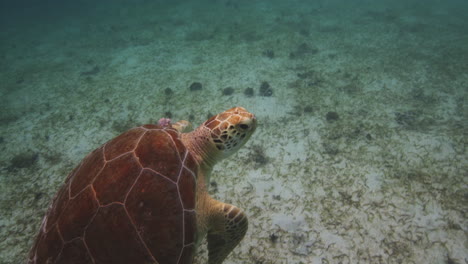 Sea-Turtle-Swimming-Gracefully-With-Its-Webbed-Feet-Towards-The-Upper-Surface-Of-The-Waters-At-Saint-John,-US,-Virgin-Islands