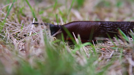 Red-striped-skirt-fringe-of-black-slug-as-it-crawls-through-grass