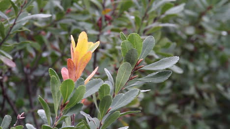 Thick,-teardrop-deciduous-shrub-leaves-starting-to-turn-color-in-fall