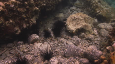 Tropical-Fish-Swims-Over-Rocky-Seabed-With-Sea-Urchins-At-Saint-John,-Virgin-Islands-In-The-Caribbean-Sea
