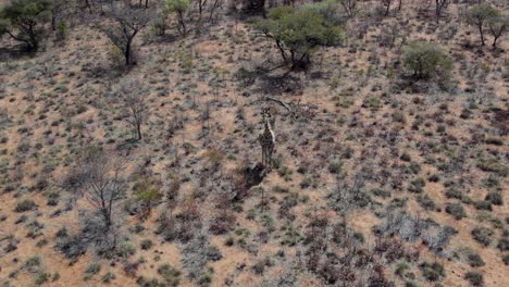 Einsame-Afrikanische-Giraffe,-Die-In-Der-Wildnis-Des-Waterberg-plateau-nationalparks-In-Namibia-Steht