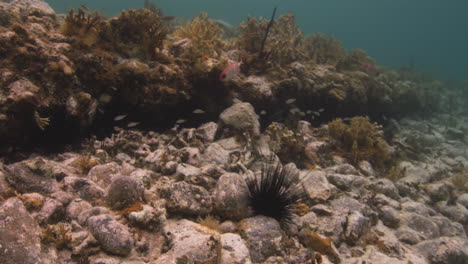 Vista-Al-Arrecife-Del-Mar-Caribe-Con-Corales,-Erizos-De-Mar-Y-Peces-De-Arrecife