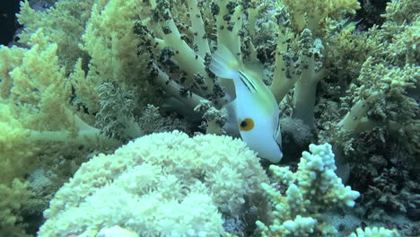 Follow-shot-of-Assasi-Triggerfish-swimming,-feeding-among-healthy-coral