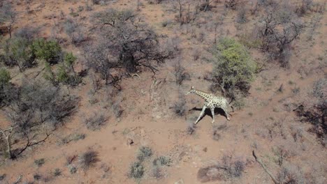 Giraffe-running-among-shrubs-in-savanna,-Namibia