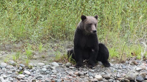 Grizzly-bear-sitting-on-riverbank-sniffs-air,-looks-directly-at-camera