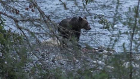 Blue-hour-grizzly-bear-walks-river-bank-behind-screen-of-tree-branches