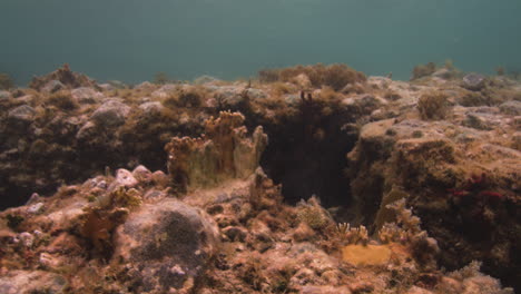 View-Of-Natural-Trench-Underwater-With-Dying-Coral-Reefs-In-The-Coast-Of-Saint-John,-US,-Virgin-Islands