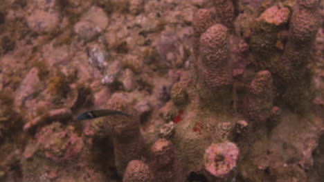 Blaukopf-Lippfisch,-Der-Im-Korallenriff-Unter-Dem-Meer-Schwimmt