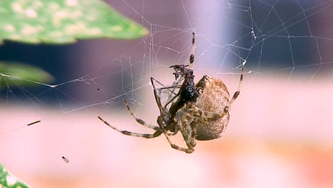 A-Common-female-Garden-spider-devouring-her-prey-in-the-county-town-of-Oakham-in-England-in-the-county-of-Rutland