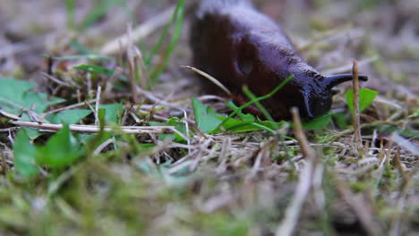 Macro-behaviour:-Black-slug-eats-small-green-leaf-on-forest-ground