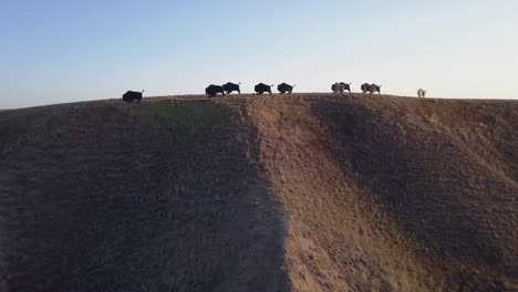 Rising-coulee-aerial-at-sunrise-to-bison-herd-artwork-on-plains-hill