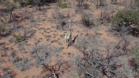Aerial-View-Of-Giraffe-Walking-At-Waterberg-Plateau-Park-In-Namibia,-South-Africa